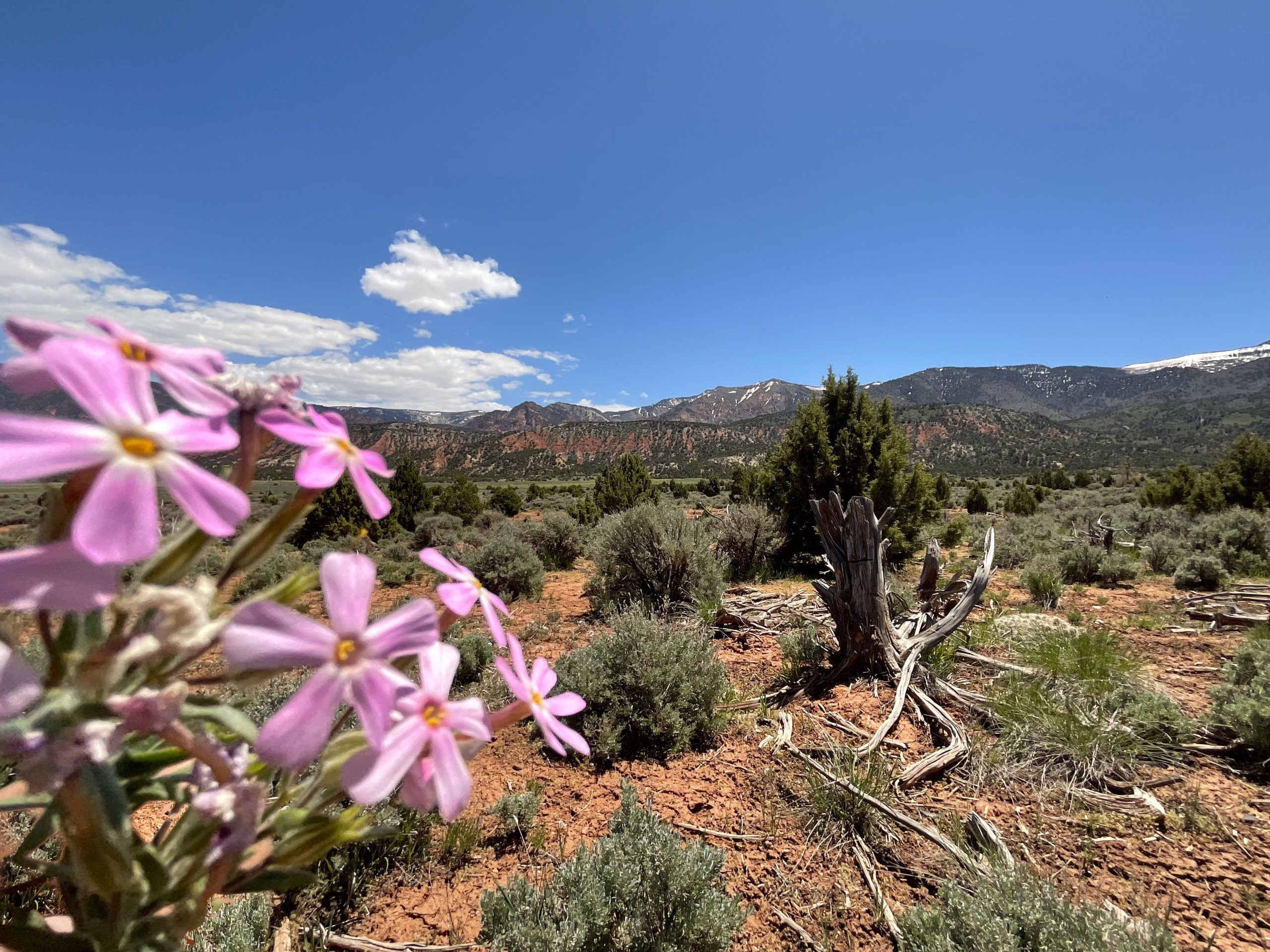 Pink wildflowers in the foreground of a mountain desert landscape with red rock cliffs, sagebrush, and snow-capped peaks beneath a bright blue sky.